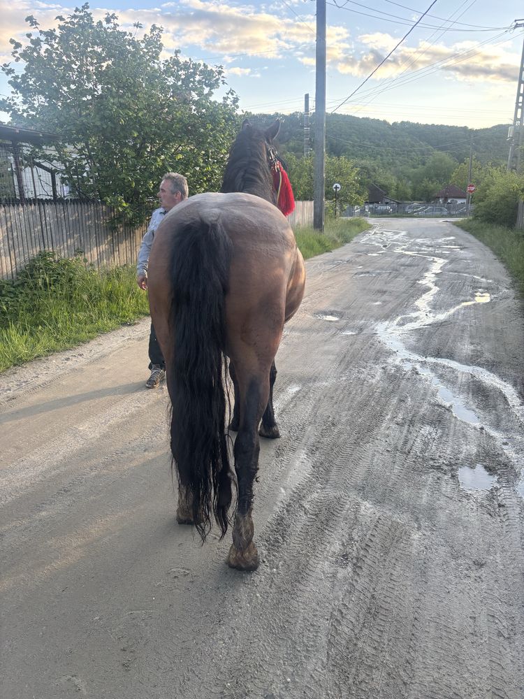 Iapa crescută în propria gospodarie