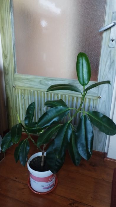 Ficus , Dracena ,, Crinul păcii, Trandafir japonez
MărT