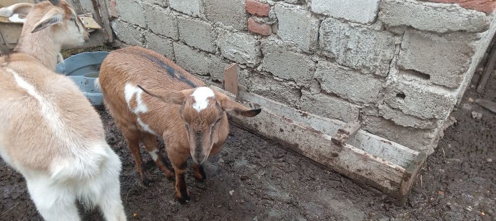 Vind 1 tap anglonubian si 1 tapuc metis cu zanen.si 5 iedite
