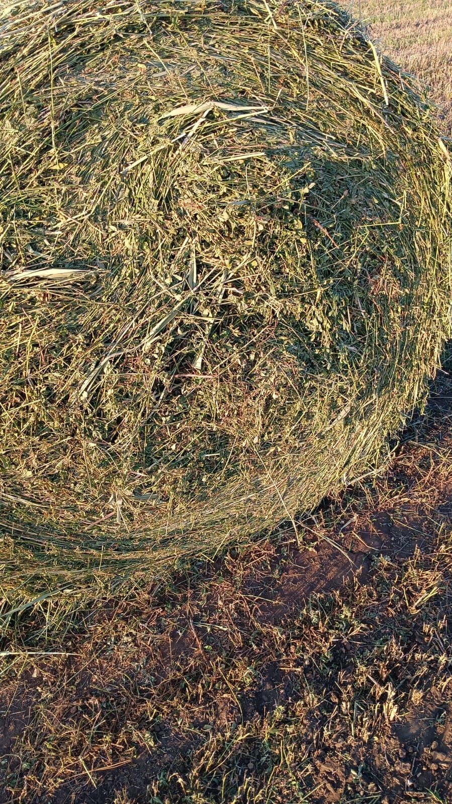 Baloti lucerna,dimensiune balot 120x120cm