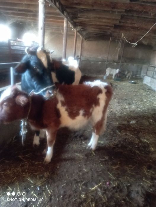 Срочно продам корову
