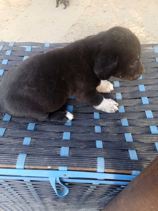 Продам щенков мелкой породы ротвейлер.