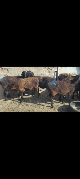 Буаз саулықтар, гиссар шатыс