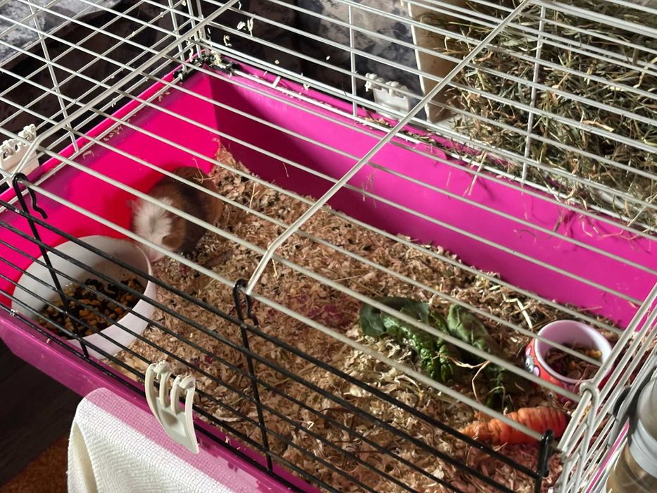 Vând porcușor de guineea