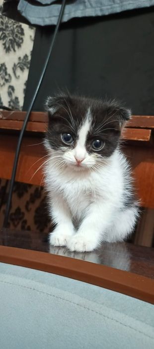 Котята скоттиш фолд вислоухие и скоттиш страйт