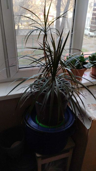 Комнатные цветы в офис