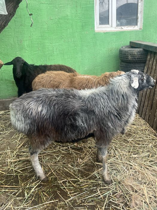 Қой кой баран  .,