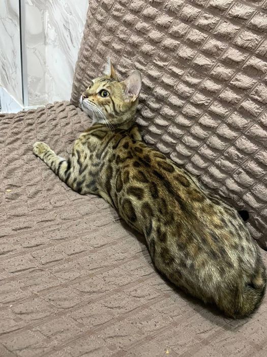 Mushuk bengal sotiladi srochna