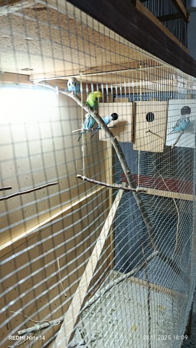 Qushlar tayyor uyi bilan sotiladi.