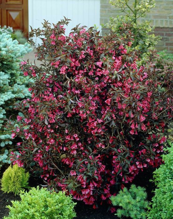 Pomi Ornamentali  weigela roz siclamen