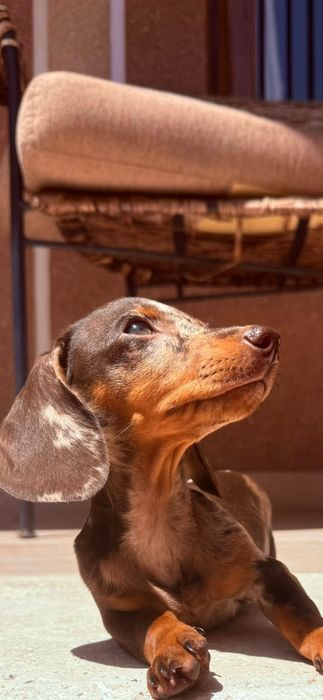 Teckel de dat 4 luni