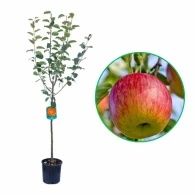 Pomi Fructiferi La Ghiveci (Màr )