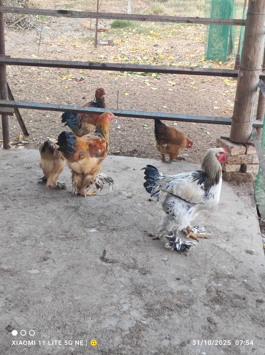 Brama xorozla sotiladi sogʻlom .donasi 200 mingdan .