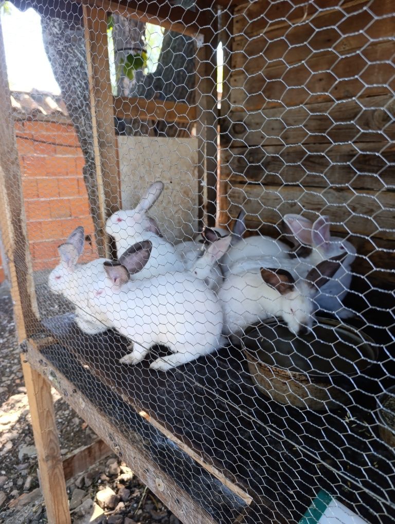 Зайци продавам Петрич
