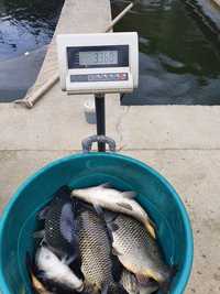 Vand crap acvacultura, viu, 1 - 3 kg / bucata
