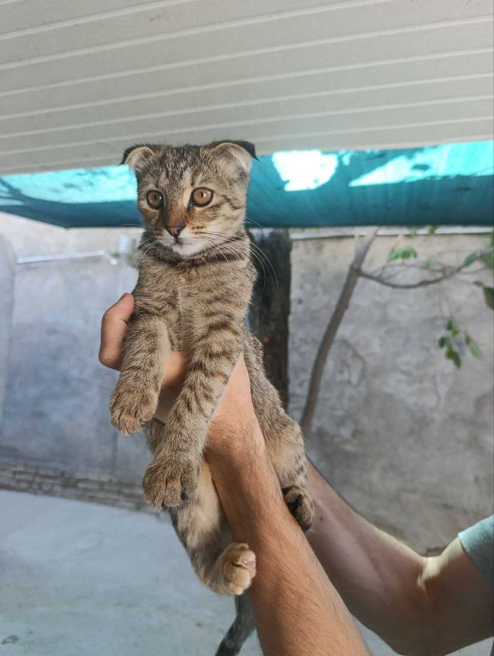 Продаются котята породы скотиш фолд