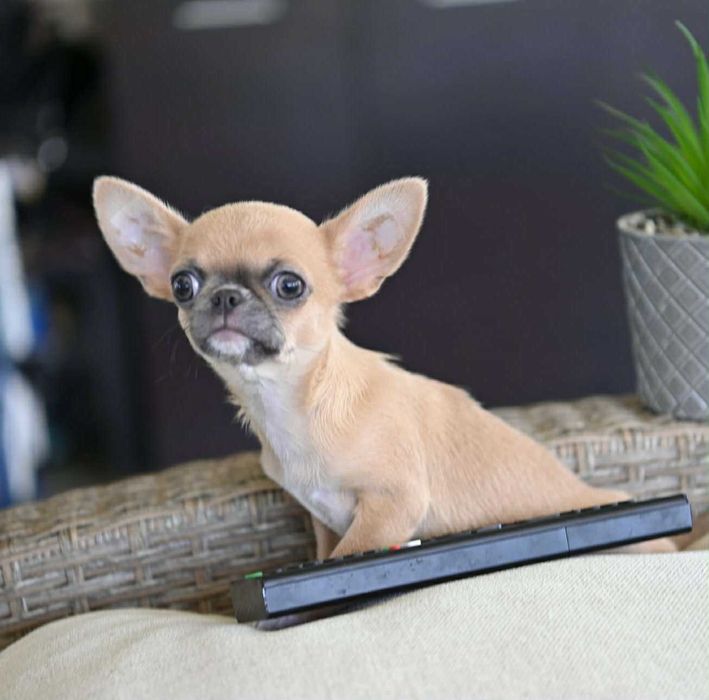 Мъжко миниатюрно чихуахуа лилав фаун