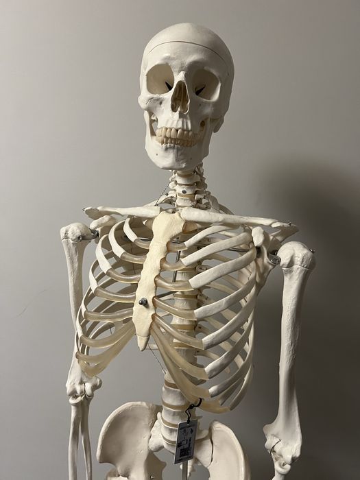 Schelet anatomic in marime naturala