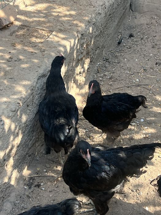 Jersi xuroz jujalari