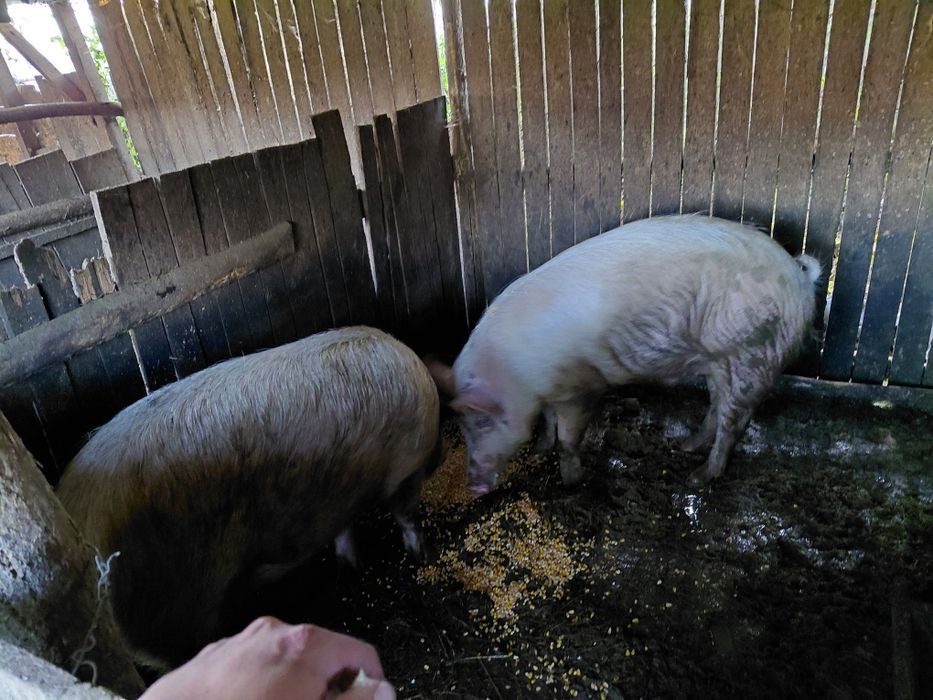 Угоени Прасета на сметка