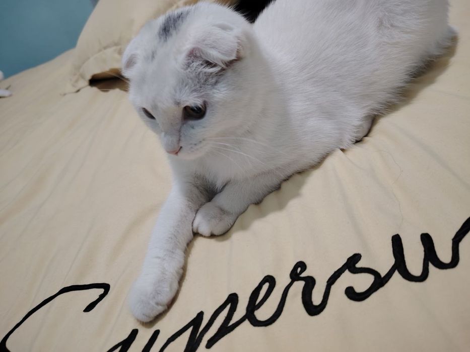 Mushuk scottish fold