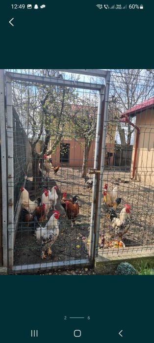 Vand cocosi de curte