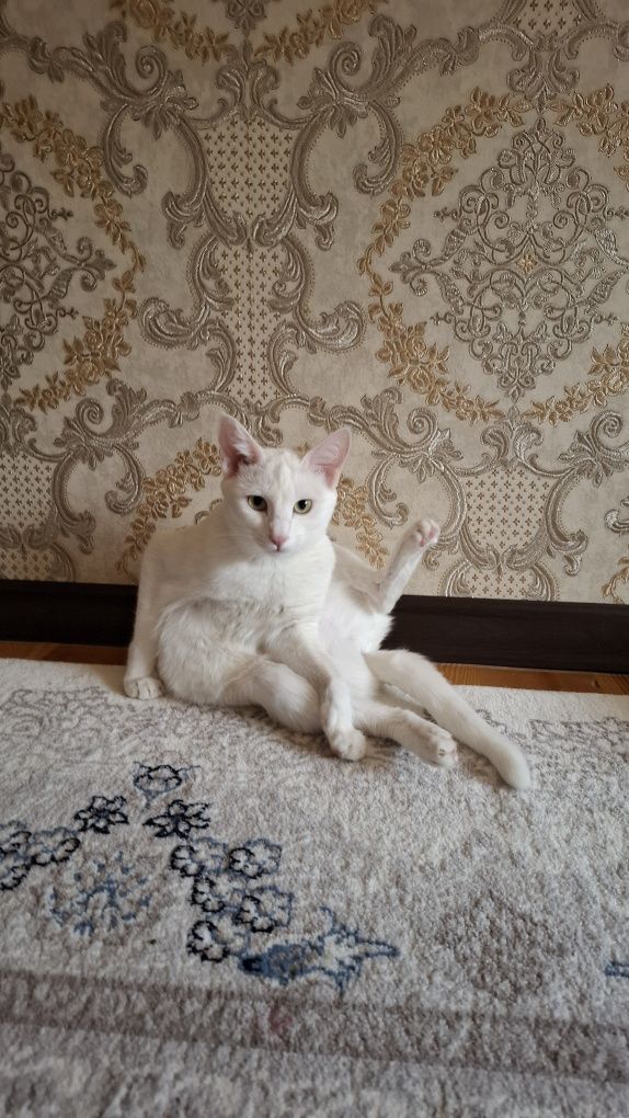 qiz bola mushuk vyazkaga beriladi