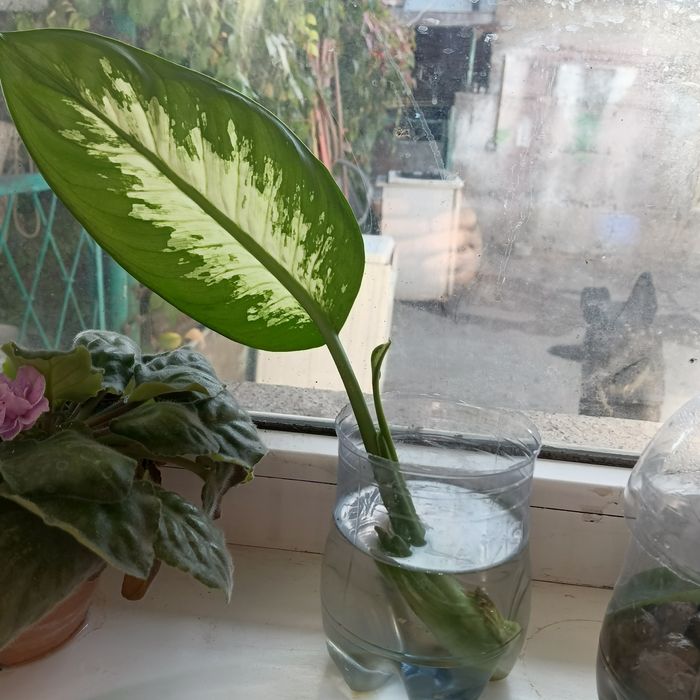 Продам ростки дифенбахии