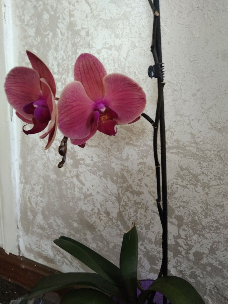 Орхидея  с цветоносом