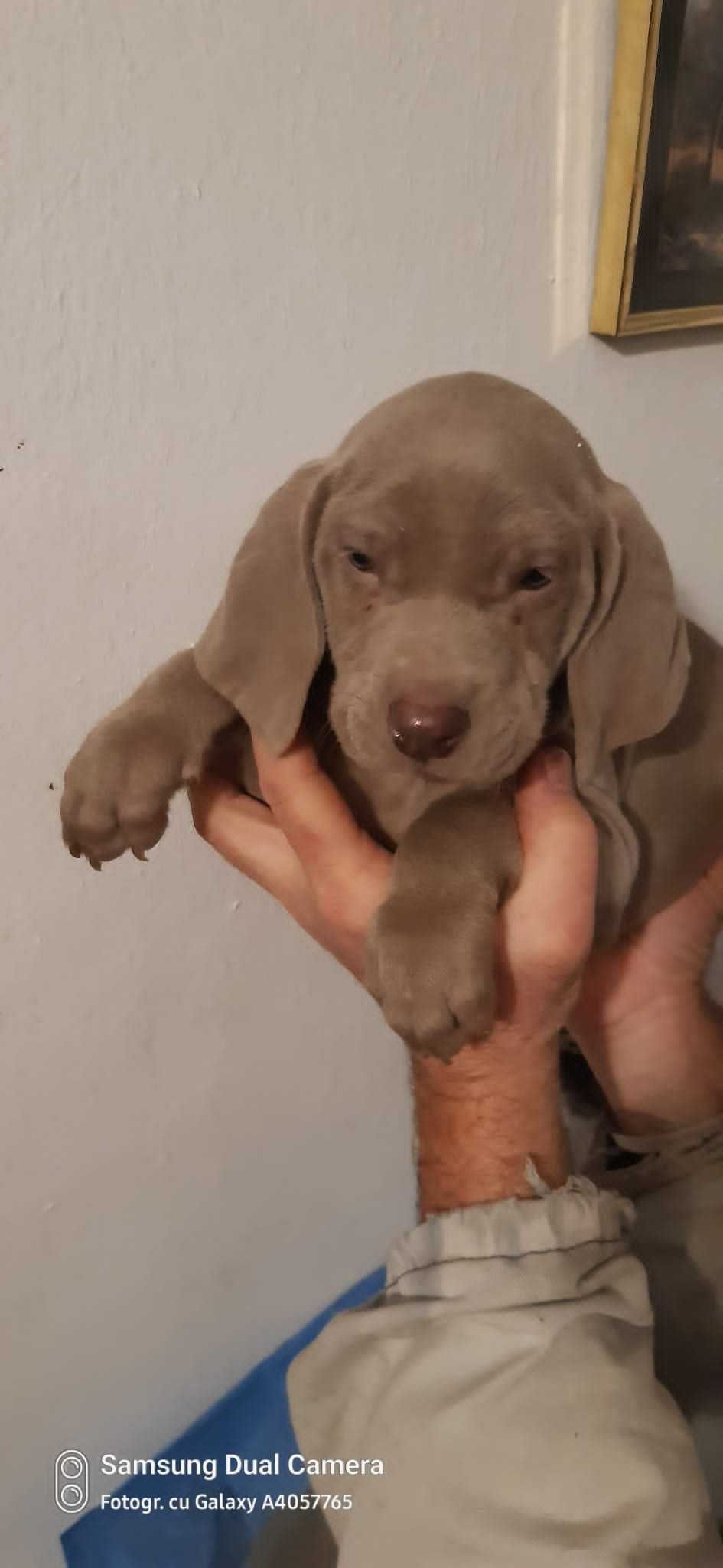 Pui rasa Weimaraner - Brac de Weimar