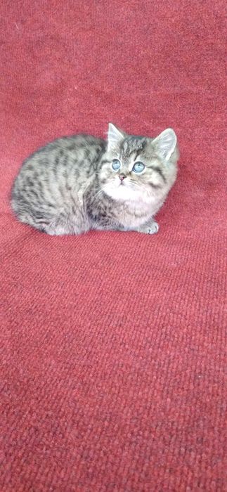 Pisicuta british shorthair golden tabby