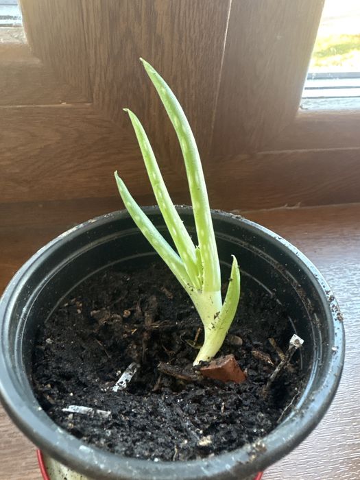 Vând pui de aloe vera