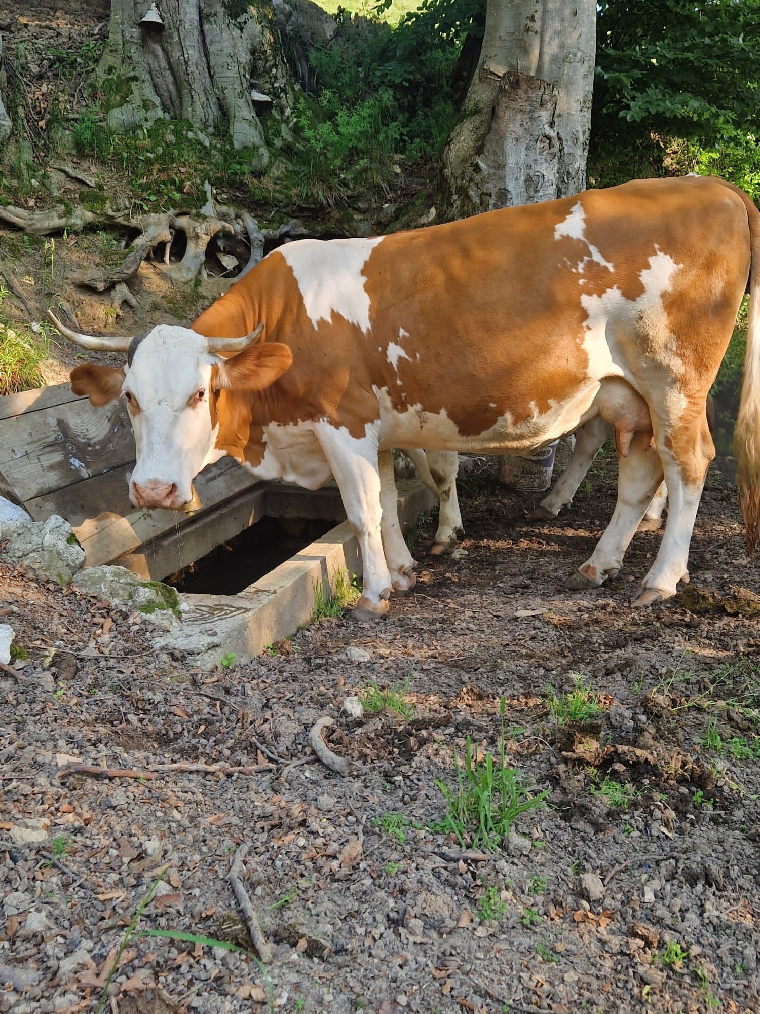 Vaca de vanzare. În data de 20-25 iulie trebuie sa fete