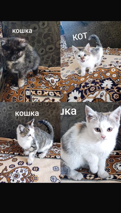 Отдам котят в добрые руки.