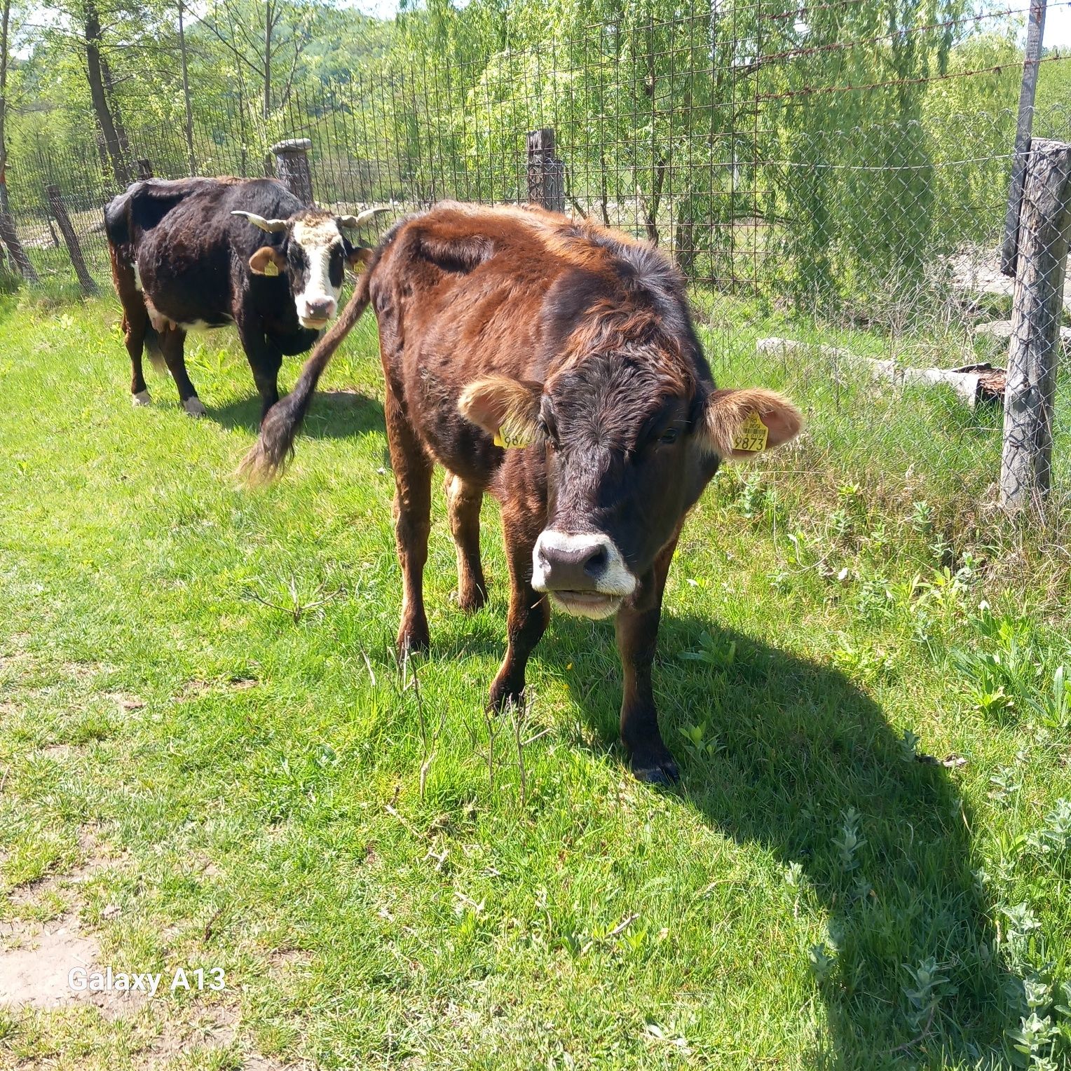 Vând vaca și juninci