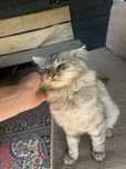 Ласковый котик ищет хозяина срочно!