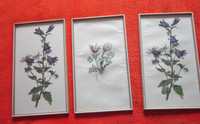 tablou botanic,vintage, 2 aceease serie,rame lemn,made Austria