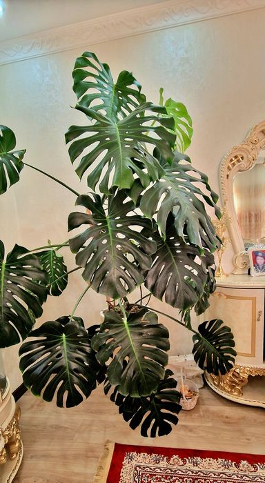 Комнатное растение Монтера, высота 2,5 метра