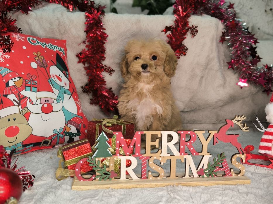 Vand fetita maltipoo minitoy