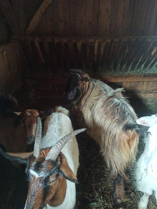 Vând sau schimb capre