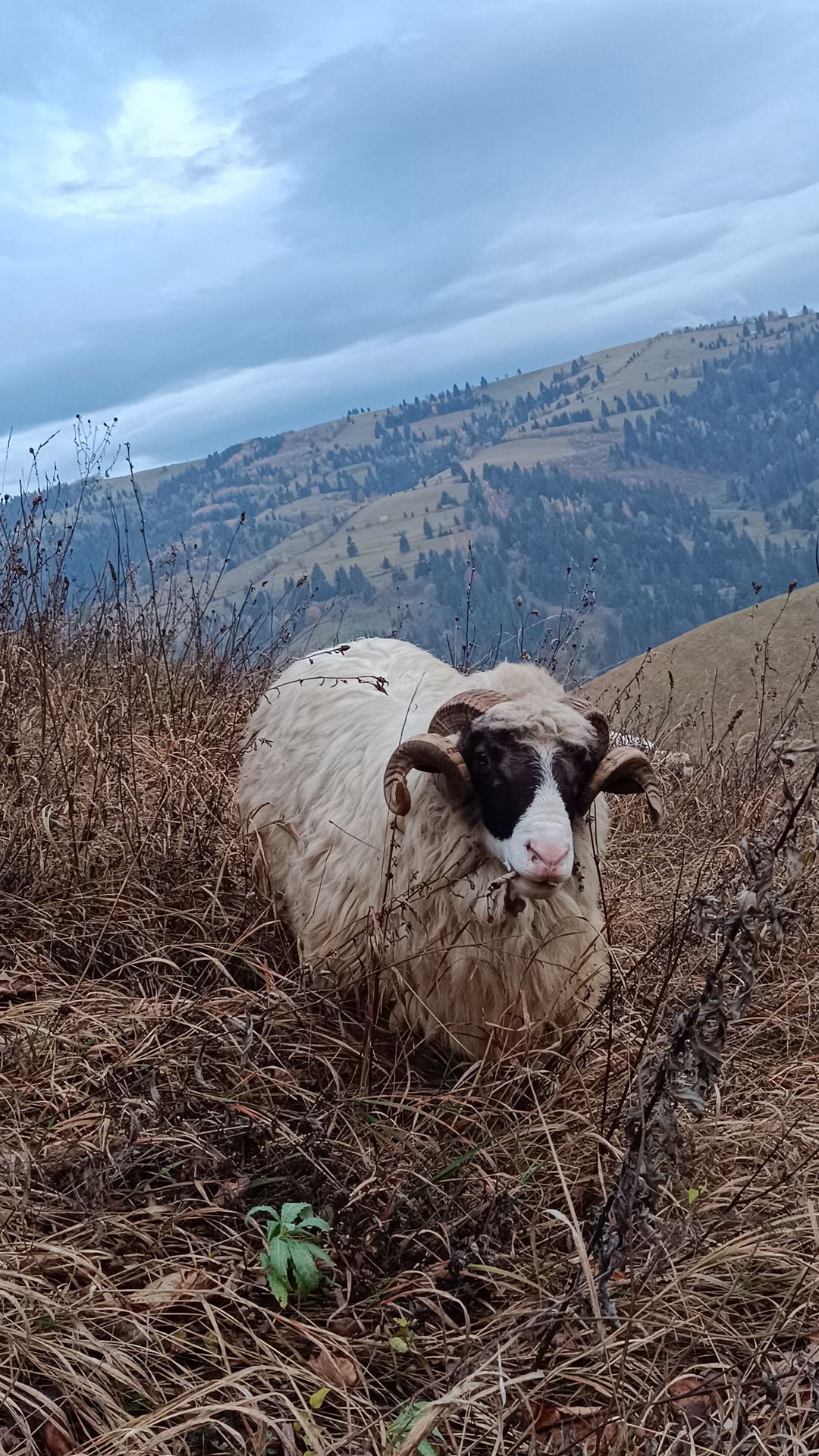 Strămior  disponibil