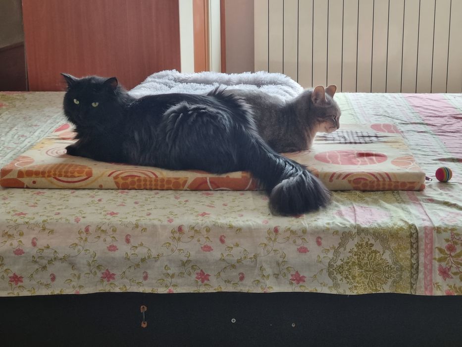 Motan superb de adoptie, motan de adoptie, adoptie pisoi, pisic frumos