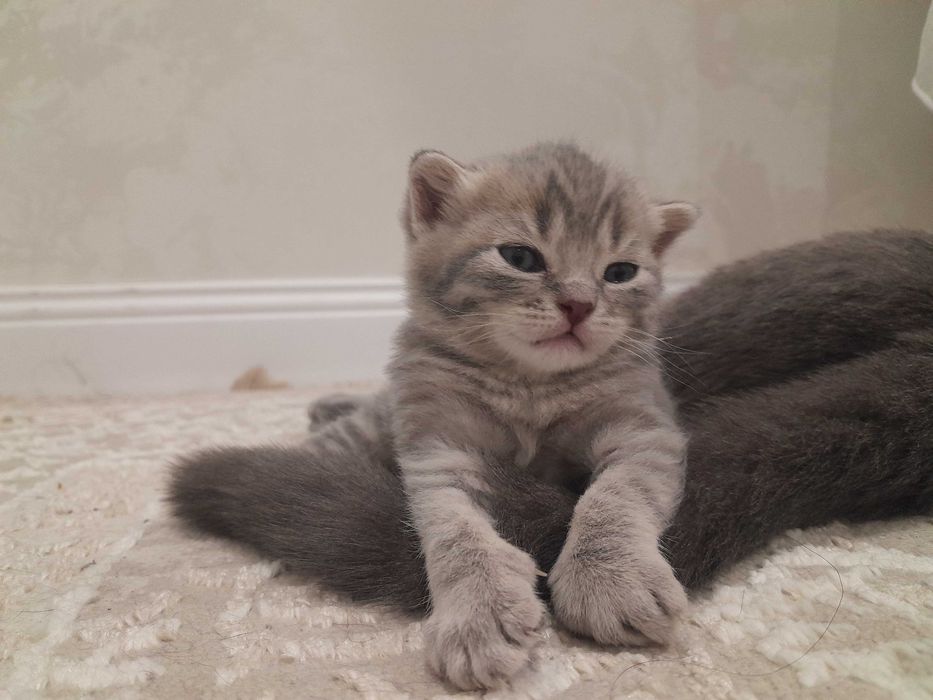 Британские котята