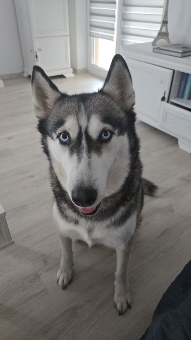 Husky adult de adoptat