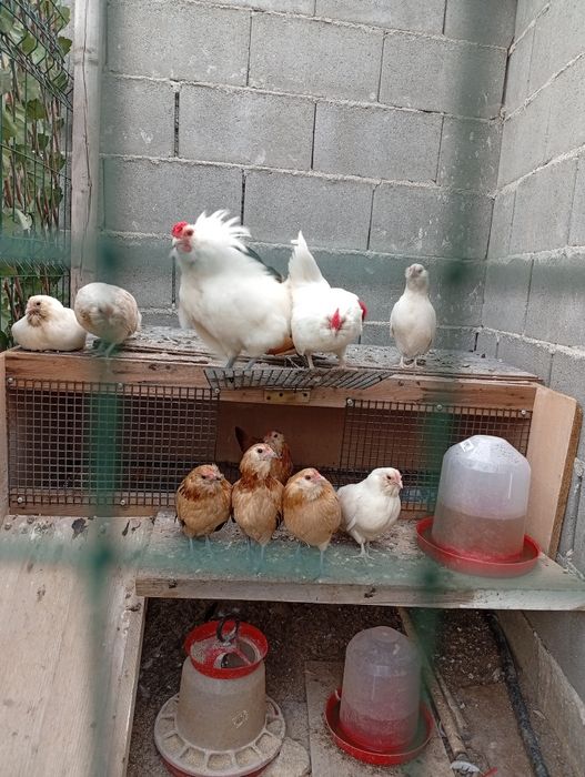 Găinuțe pitice bărboase de Anvers