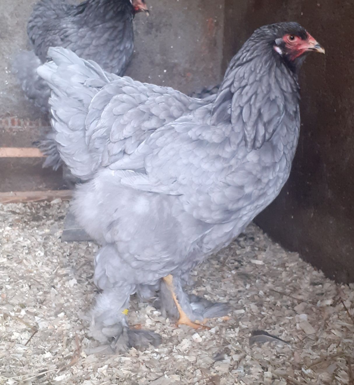 Disponibile oua brahma albastru