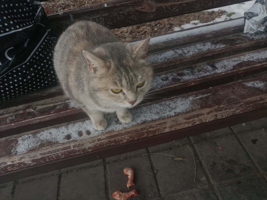 Милая киска в ваш дом