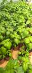 Menta Busuioc plante aromatice rasad Flori