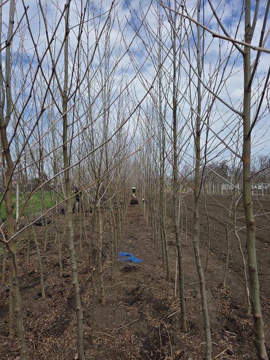 Vând Brazi argintii și verzi Platani Mesteacăn