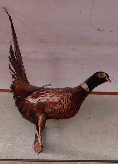 Fazan impaiat decorativ!